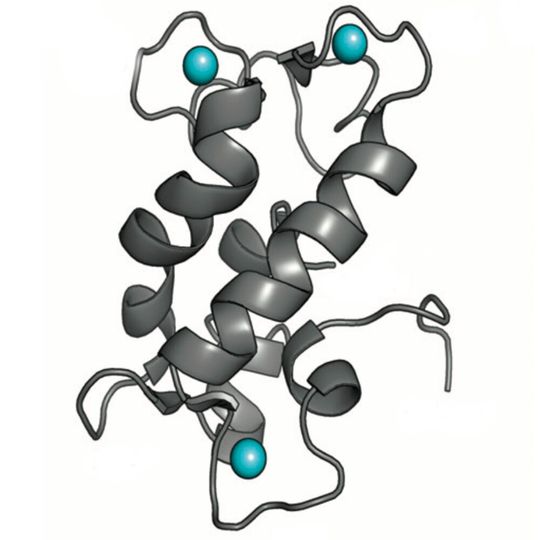 Nuclear magnetic resonance shows the structure of a natural protein called lanmodulin, which binds rare earth elements with high selectivity and was discovered five years ago by Penn State researchers. Researchers recently genetically reprogramed the protein to favor manganese over other common transition metals like iron and copper. Nuclear magnetic resonance shows the structure of a natural protein called lanmodulin, which binds rare earth elements with high selectivity and was discovered five years ago by Penn State researchers. Researchers recently genetically reprogramed the protein to favor manganese over other common transition metals like iron and copper.