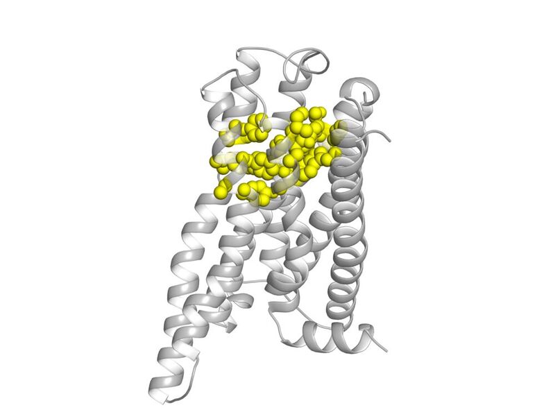 Modelldarstellung des Bitterrezeptors TAS2R14. Die für die Ligandenbindung relevanten Seitenkettenreste sind gelb dargestellt.