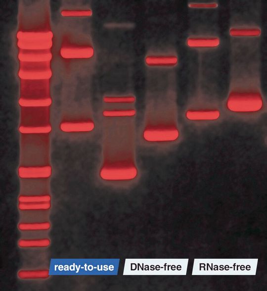 Die umweltfreundliche Färbelösung von Carl Roth erzeugt gut sichtbare Banden auch bei geringer DNA-Konzentration.(Bild:  Carl Roth)