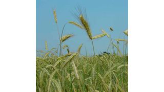 Cereal rye is a diploid Triticeae species closely related to bread wheat and barley and is one of the parents of the man-made cereal Triticale. (E. Bauer/ TUM)