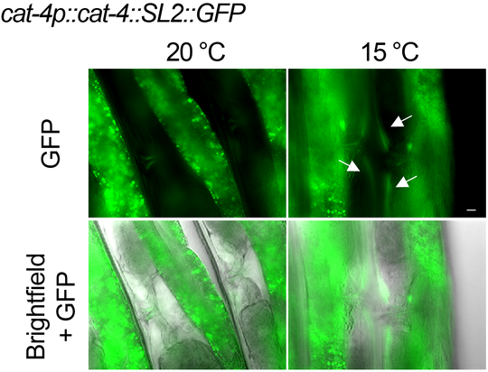Un freddo moderato aumenta i livelli di BH2 nel muscolo del nematode C. elegans. Il muscolo è una fonte importante di BH2 e funge da snodo metabolico.(Bild:  Prof. Dr. David Vilchez / Università di Colonia / CECAD)