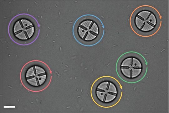 Experiment mit sechs kanaldurchsetzten Pucks, die in einem Bad aus beweglichen E. coli schweben. Alle Pucks drehen sich im Uhrzeigersinn, was einen ersten Schritt zur Entwicklung chiraler Flüssigkeiten aus Spinnern darstellt.  In machen Versuchen drehten sich die Pucks minutenlang ununterbrochen mit Geschwindigkeiten von bis zu 10 U/min. Maßstabsbalken: 10 μm.(Bild:  Grober et al./Nature Physics; DOI: 10.1038/s41567-026-03189-4)