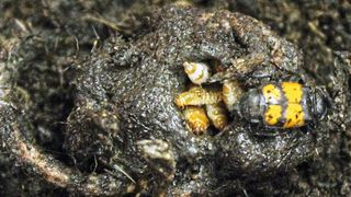 Symbionten aus dem Darm der Käfereltern ersetzten konkurrierende Mikroben, die sonst die Futterquelle der Larven zersetzen und in giftige Kadaver verwandeln würden, und sorgen dafür, dass der Käfernachwuchs gut gedeiht. (Shantanu Shukla, MPI chem. Ökol.)