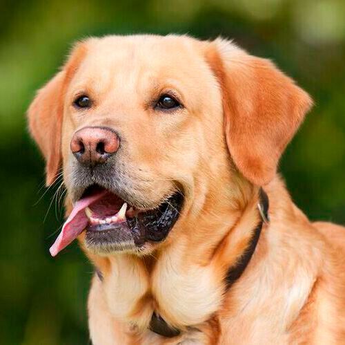The study, published in One Health, looked for ciprofloxacin-resistant E. coli carried in the intestines of 600 healthy pet dogs. The study, published in One Health, looked for ciprofloxacin-resistant E. coli carried in the intestines of 600 healthy pet dogs.