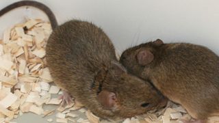 Die Wahl des Sexualpartners ist von lebenswichtiger Bedeutung. (Bild: Kerstin Thonhauser/Vetmeduni Vienna)