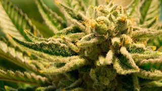 Ein Cannabis-Onlinehändler konstatiert in der zweiten Märzwoche einen Nachfrageanstieg in Höhe von 66 % gegenüber der Vorwoche. (gemeinfrei)