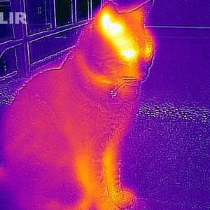 (FLIR)