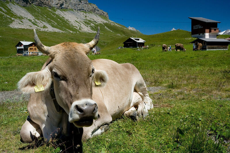 Der OM-Käse wird aus Rohmilch von ausgewählten Bergbauernhöfen hergestellt. (Bild: Ikiwaner)