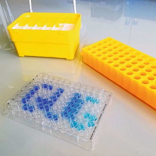 Die Nukleotidsequenz AUGUG in bakteriellen mRNAs kodiert für zwei überlappende Startcodons, die zu unterschiedlichen Proteinprodukten führen können. Die Nukleotidsequenz AUGUG in bakteriellen mRNAs kodiert für zwei überlappende Startcodons, die zu unterschiedlichen Proteinprodukten führen können.