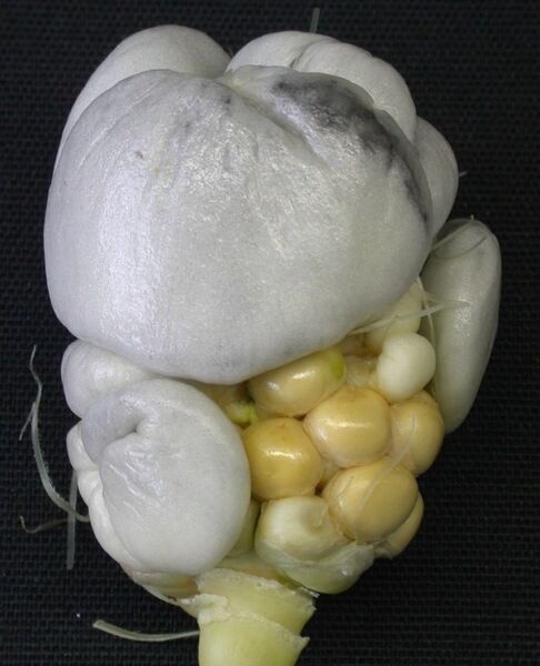 Maispflanze, vom Pilz Ustilago maydis befallen.  (Bild: Uni Göttingen)
