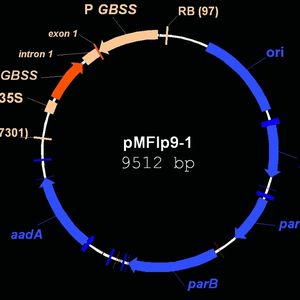 Abb. 2 Maßstabsgerechte Darstellung des Genkonstruktes pMFlp9-1 zur Herstellung der Amylopektin-Kartoffel der LfL. Blaue Bereiche sind Systemkomponenten, die nicht in die Pflanze übertragen wurden. Die eingebaute T-DNA ist orange dargestellt. Sie enthält ein GBSS-Fragment in Anti-sense-Orientierung (dunkel) und regulatorische Elemente (hell) zur Ausprägung des bedarfsgerechten Merkmals in Kartoffelknollen.