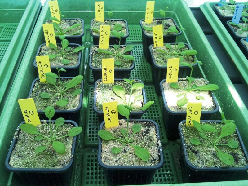 Bei den ursprünglichen Arabidopsis-Pflanzen setzt der Blütezeitpunkt früher ein – erkennbar durch die längeren Blütenstängel im Vergleich zu den selektierten Populationen. (UZH)