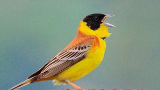Everyday encounters with birdlife were associated with time-lasting improvements in mental wellbeing.  (Source: Public Domain)