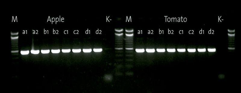 Abb.2: Die DNA verschiedener Pflanzenspezies wurde mit einem Primerpaar für das TrnL Intron amplifiziert [1]. 1 µl DNA der einzelnen Extraktionen wurde als Template für ein Reaktionsvolumen von 50 µl eingesetzt. 7 µl der fertigen PCR Reaktion wurden auf ein 2% Agarosegel in 1xTBE geladen, das 3,5 Stunden bei 90V lief. Ähnliche Ergebnisse, welche die Qualität und Reproduzierbarkeit der automatisierten DNA Extraktion aus Pflanzen demonstrieren, wurden mit folgenden Spezies erzielt: Sonnenblume, Erdbeere und Mais (hier nicht gezeigt). (M = Marker; a, b, c, d =Proben, zweifache Amplifikation; K=Kontrolle). (Archiv: Vogel Business Media)