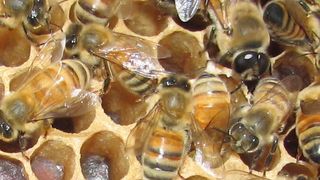 Weibliche Arbeiterinnen und männlicher Drohn (rechts oben mit größerem Körper und großen Augen). (Bild: Geoffrey Williams, Universität Bern)