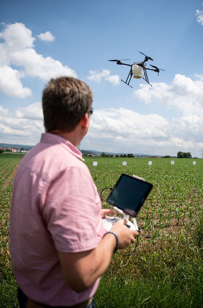 Freiberg am Neckar: Markus Schaible, Landwirt und Lohnunternehmer, fliegt seine Drohne über ein Maisfeld, um dort Kapseln mit Schlupfwespen zu verteilen. Mit „Smart Farming“ sollen die Erträge gesteigert und die Nachhaltigkeit verbessert werden. (Fabian Sommer/dpa)