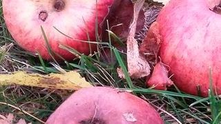 Das neue kohlenstoffbasierte Material für Natrium-Ionen-Batterien kann aus Äpfeln gewonnen werden. (Bild: KIT / HIU)