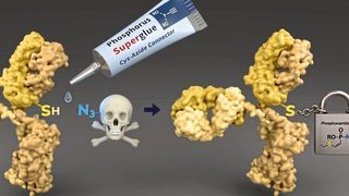 Mithilfe einer neu entwickelten Technologie lassen sich Cysteine (SH) von Tumor-erkennenden Antikörpern (gelb) leicht mit toxischen Wirkstoffmolekülen verbinden. Die Verknüpfung ist während der Zirkulation im Blut sehr stabil und ermöglicht einen sicheren Transport zum Tumor. (Barth van Rossum, FMP)