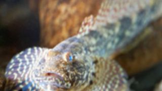 Kesslergrundeln und weitere Grundelarten aus dem Schwarzen Meer kamen ursprünglich über das Ballastwasser der Schiffe nach Bayern und sind heute vor allem in der Donau und im Main stark vertreten.  (J. Geist/ TUM)