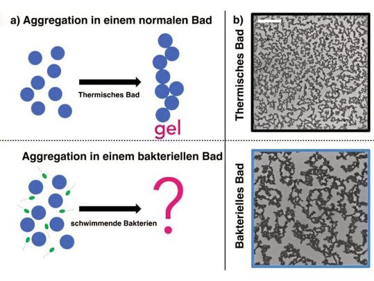Ein aktives Bad mit schwimmenden Bakterien: (A) Aggregation (Ansammlung) von klebrigen Kügelchen in einem thermischen (normalen) Bad oder in einem Bad mit schwimmenden Bakterien. (B) Experimentelle Aggregation im thermischen oder bakteriellen Bad und die visuell unterschiedlichen Gelstrukturen. (Bild:  Palacci Guppe/Nature Physics)