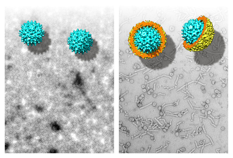Elektronenmikroskopische Aufnahmen und 3D-Modelle von Nackednaviren aus einem afrikanischen Buntbarsch (links) und dem humanen Hepatitis-B-Virus (rechts). (© Universitätsklinikum Heidelberg)