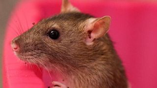 Ratten sind possierliche Tiere - doch werden sie rasch zum Fall für den "Kammerjäger". (Bild: gemeinfrei)