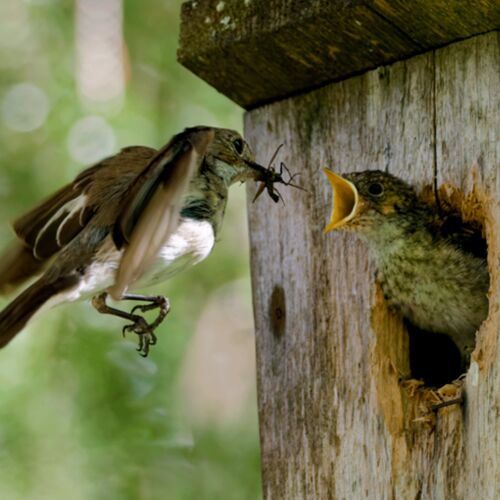 Les insectes constituent une source importante de nourriture pour les oiseaux, les poissons, les reptiles, les amphibiens et les mammifères.(Source : Sami Kivelä, LUKE)