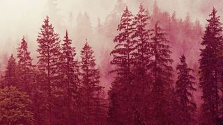 Microsofts Enhanced Security Administrative Environment (ESAE), alias "Red Forest", bietet bis zu einem gewissen Punkt ein Risikomanagement für AD und die Windows-Betriebssysteme im Unternehmen. (gemeinfrei)