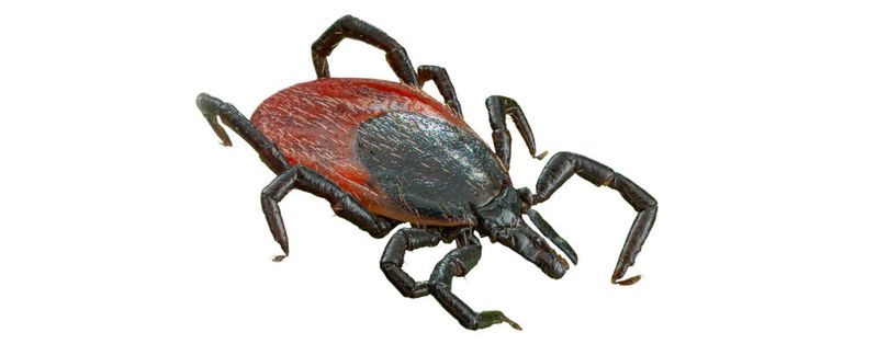 Zecken sind mittlerweile auch schon in den Wintermonaten aktiv. Sie sind ein relevanter Überträger von FSME-Viren.(Bild:  Jürgen Kottmann - stock.adobe.com)