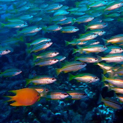 Marine and coastal ecosystems face a wide range of emerging issues that are poorly recognised or understood. Marine and coastal ecosystems face a wide range of emerging issues that are poorly recognised or understood.