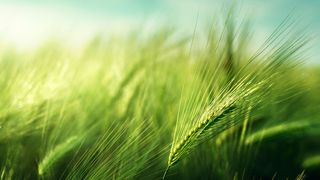 Veränderte Klimabedingungen mit relativ warmen Wintern und heißen, trockenen Sommern machen auch vielen unserer Kulturpflanzen zu schaffen. (Symbolbild) (Bild: Iakov Kalinin - stock.adobe.com)