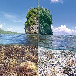 Steigende Wassertemperaturen führen zum Bleaching von Flachwasser-Riffen. Kaum drei Monate liegen zwischen den beiden Aufnahmen.