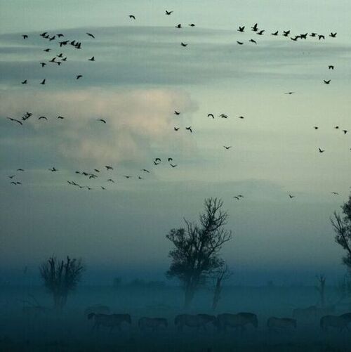 The model showed that birds in that position experience an 11 % reduction in the mechanical power needed for flight. (Source:  Unsplash)