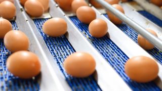 Förderanlage für Eier: Mit der klaren Trennung des Ultradur-Portfolios in Aqua Typen und dedizierte Food Contact Typen können Verarbeiter ihre Materialauswahl rechtssicher auf regulatorische Anforderungen für die jeweiligen Anwendungen ausrichten. (Bild: stock.adobe.com - herraez)