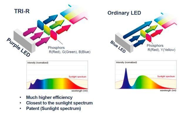 Vergleich der Technik: Die SunLike-LED verwendet einen speziellen Phosphor sowie eine violette LED, um weißes Licht zu erzeugen. Im Vergleich dazu eine herkömmliche LED, die für weißes Licht eine blaue LED verwendet. (Seoul Semiconductor)