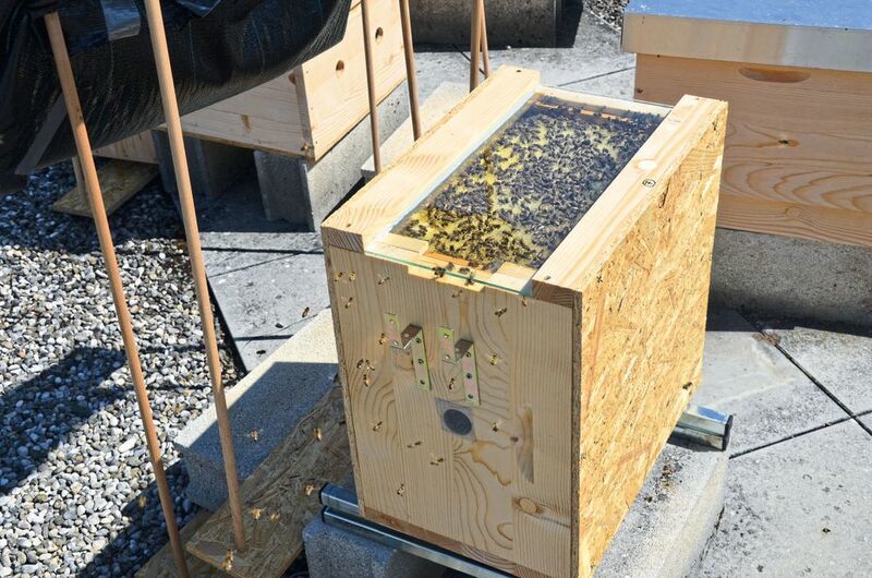 Ein Bienenvolk auf horizontalen Waben: Die Waben wurden manipuliert, sodass keine regelrechte Orientierung an Licht und Schwerkraft möglich ist. Der Stock steht auf einer Waage, um über das Gewicht die Veränderung der Biomasse zu erfassen. (Christoph Grüter/JGU)