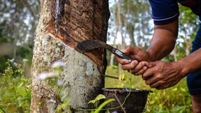 In der Elfenbeinküste, dem weltweit viertgrößten Kautschukproduzenten, führen medizinische Notfälle regelmäßig zu erheblichen Produktionsverlusten. (Bild: stock.adobe.com - themorningglory)