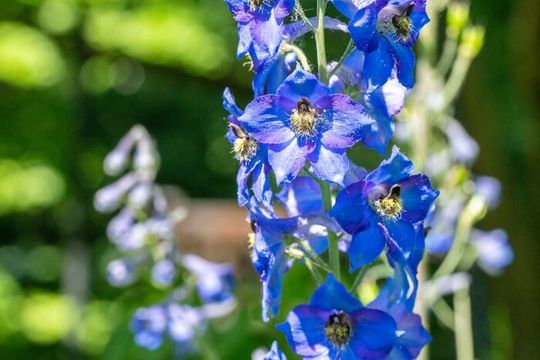A larkspur specimen in bloom at Beal Botanical Garden. Known for their toxicity, injurious plants such as larkspur and wolfsbane have been leveraged by humans for millennia for their medicinal potential.(Source:  Finn Gomez/ Paul Henderson)