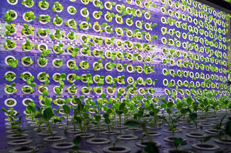 Immer wieder erschließt sich die Meissner AG zusätzliche Geschäftsfelder.  Neu sind Anlagen für das Vertical Farming. (Bild: Ingersoll)
