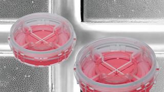 Zellkultur-Dish „µ-Dish 35 mm Quad“ (Ibidi)