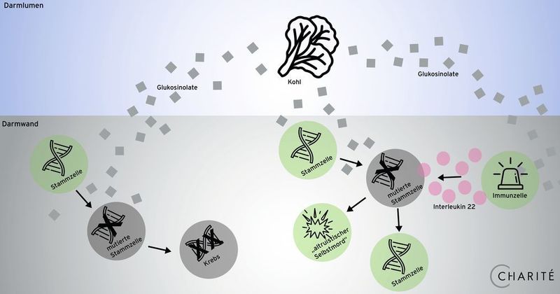 Neu entdeckter Schutzmechanismus: Kohl-Bestandteile, sogenannte Glukosinolate, können die DNA von Darm-Stammzellen schädigen und zu Krebs führen. Das Immunsystem agiert als Warnmelder für Glukosinolate und verstärkt über den Botenstoff Interleukin 22 den DNA-Reparaturmechanismus der Stammzellen. So verhindert es die Entstehung von Darmkrebs. ((c) Charité)
