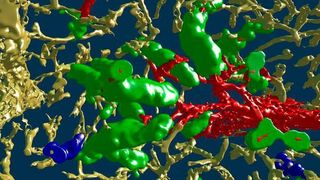 So schaut die Milz von innen aus: Die 3D-Darstellung zeigt Blutgefäße des Organs, die durch Immunfärbung sichtbar gemacht sind. Ein arterielles Gefäß (rot) zweigt sich in verschiedene Äste auf, die in ein Netzwerk von feinsten Haargefäßen (Kapillaren, gelb) übergehen. Die Kapillaren sind an ihrem Beginn von Hülsen (grün) umgeben. Hülsen ohne Kontakt zu arteriellen Gefäßen im untersuchten Ausschnitt sind blau dargestellt. (Oleg Lobachev/Universität Bayreuth)