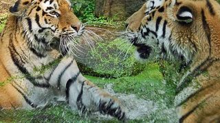 Sicherheitstechnik, wie sie in der Industrie längst eingeführt ist, könnte die Situation auch in Zoos verbessern. Das zeigt das Beispiel eines Sicherheitsschalters, der an einem Tigergehege im Allwetter-Zoo Münster installiert wurde. (Bild: Euchner)