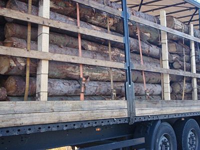 Vierkanthölzer, Spanngurte und Rödeldraht zur Sicherung von Baumstämmen auf einem normalen Lkw...
Bild: POL-VB/obs (Archiv: Vogel Business Media)