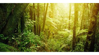 Licht im Normendschungel: Externe Prüfdienstleister kennen sich auch mit den Feinheiten und Fallstricken der Normen für Medizinprodukte aus. (© Les Cunliffe - Fotolia)