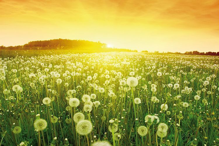 Geht es nach Continental, sehen die Kautschukplantagen der Zukunft so aus. (© Elena Volkova - Fotolia)