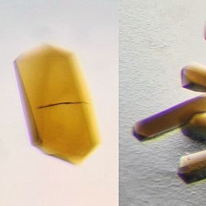 Abb.2: Ohne Sauerstoff erhaltene CODH/ACS-Kristalle. Die braune Farbe stammt von den natürlichen Metallen, die die Proteine beinhalten (Abb.3 als orange und grüne Kugeln dargestellt). 