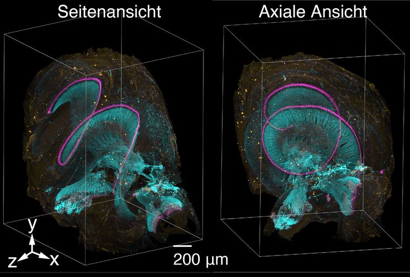 3D-Aufnahmen des Innenohrs Ein Team der Universität und Universitätsmedizin Göttingen hat eine neue Plattform für Lichtblatt-Fluoreszenzmikroskope entwickelt. Anhand detaillierter Scans lassen sich zum Beispiel feine Netzwerke aus Nervenbahnen oder Blutgefäßen genauer untersuchen.   Das System erfasst Details bis auf 850 Nanometer klar. Und erreicht hundert Bilder pro Sekunde von Proben mit einem Volumen von einem Kubikzentimeter. Dabei erscheint das 3D-Objekt mit gleichmäßig hoher Auflösung.   Zur Anwendung kommt das System zum Beispiel, um die Verbindungen von Nervenzellen in der Hörschnecke genau zu kartieren. Das Bild zeigt die Hörschnecke eines menschlichen Innenohrs, sichtbar gemacht mit dem neuen Lichtblatt-Fluoreszenzmikroskop.  Foto: Adaptiert nach Aakhte, M. et al., Nature Biotechnology, DOI: 10.1038/s41587-025-02882-8; lizensiert nach CC BY 4.0  Hier gehts zur Originalmeldung Wissenschaftsbild des Tages vom 12.2.2026 Bildquelle: Fig. 5: Multicolor imaging of the mouse cochlea:  Aakhte, M. et al., Nature Biotechnology, DOI: 10.1038/s41587-025-02882-8, (CC BY 4.0)   (Bild: Adaptiert nach Aakhte, M. et al., Nature Biotechnology, DOI: 10.1038/s41587-025-02882-8 (CC BY 4.0))