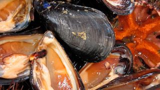 Marine Biotoxine in Muscheln können beim Menschen akute Vergiftungen auslösen. Die Okadasäure kann im Tierversuch zudem auch Darm und Leber schädigen sowie krebsauslösend und embryotoxisch wirken. (gemeinfrei)