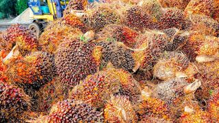 Als einer der weltweit führenden Verarbeiter für Palmprodukte hat sich BASF verpflichtet, regelmäßig über den Fortschritt und die Zusammenarbeit entlang der Wertschöpfungskette zu berichten. (gemeinfrei)